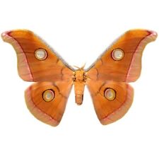 Antheraea mylitta RED FORM saturn moth Indonesia WINGS CLOSED/UNMOUNTED picture