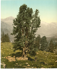 Graubünden. Upper Engadine. The Arve on the Alp Surlej.  Vintage P Z Photochrome,  picture