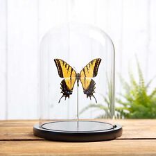 Taxidermy Two-tailed Swallowtail in Glass Dome (Papilio multicaudata ssp grandio picture