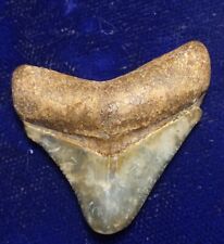 RARE Hubbell Carcharocles Megalodon Fossil Shark Tooth Indonesia picture