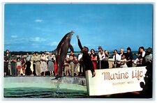 c1960 Marine Life Wonders Sea Porpoises Gulfport Mississippi MS Vintage Postcard picture