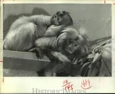 1980 Press Photo Mother and a young golden lion marmosets - hcx11085 picture