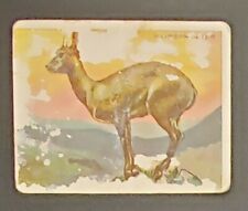 1909-11 Hassan Cigarettes T29 Animal Series Klipspringer Trading Card -Estate  picture