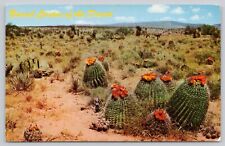 Postcard Field of Barrel Cactus New Mexico picture