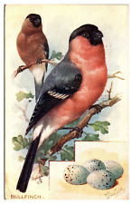 1916 Bullfinch, Birds and Eggs Drawing, RJ Wealthy Artist Signed Postcard picture