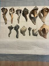 Lot Of Vintage Real Natural Fossil Seashells Specimen Skeleton Old Broken Shells picture