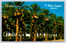 Vintage Postcard Date Groves Coachella Valley Palm Springs California picture