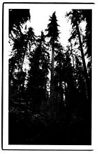 Postcard - World's Tallest Tree in the Redwood Empire of California CA picture