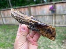 Texas Oak Petrified Wood 7x1.5.x1 Agatized Cabochon Jewelry Grade Material picture