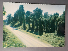 Vintage 1960s 1970s Mississippi Kudzu Postcard Unposted Deep South 60s 70s Vtg picture