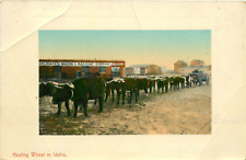 c1910 Consolidated Wagon & Machine Company, Hauling Wheat, Idaho Postcard picture