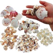 300pcs Sea Shells Mixed Ocean Beach Seashells, Various Sizes Natural Seashell... picture