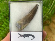 HUGE Sarcosuchus Tooth (2 inch) #02 - Niger, Dinosaur Age Fossil picture