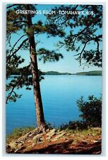 c1950s Norway Pines, Greetings from Tomahawk Wisconsin WI Vintage Postcard picture
