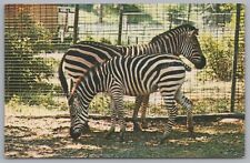 Zebra’s, National Zoological Park, Washington DC, USA, Vintage PC picture