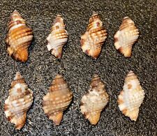 8 Large Triton Seashells  From Kauai picture