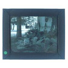 Unknown Mystery Ferns Glass Slide 1920s Magic Lantern Tree House Building A4020 picture