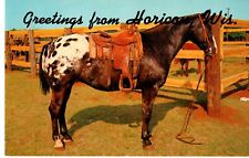 Greetings from Horicon, WI, Grand Champion Appaloosa Gelding Postcard picture