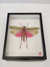 Lophacris Cristata - Pink Winged Grasshopper Insect in Shadow Box  picture