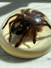 VINTAGE HUGE TARANTULA LUCITE 4” DOME PAPERWEIGHT REAL SPIDER ARIZONA picture