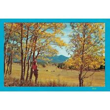 Fall mountain scene - Aspen trees picture