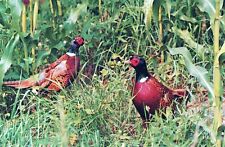 VINTAGE POSTCARD PAIR OF RING-NECKED PHEASANTS picture