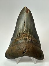 Megalodon Shark Tooth 4.39” Unique Color - Lower Jaw - Natural Fossil 18043 picture