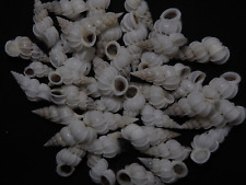 edspal shells - Epitonium pyramidale  15mm-27mm F+++ set of 43pcs sea shells picture
