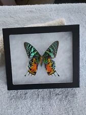 Sunset Moth In Display Box picture