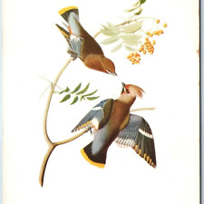 c1950s John. J Audubon Birds Drawing Bohemian Chatterer Barton Cotton Litho A204 picture