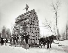 Logging Photo Horse Skidding Northern Wisconsin 1900s Loggers Vintage Print 455C picture