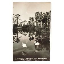 Mountain Lake Sanctuary Flamingoes RPPC Postcard c1915 Lake Wales Florida D1264 picture