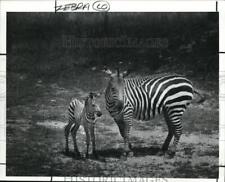 1989 Press Photo Zebras at the Zoo picture