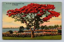 Royal Poinciana Tree in Florida Linen Postcard picture