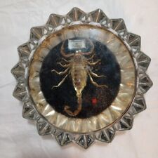Vintage Clear Glass Ashtray Recuerdo De Durango Mexico Preserved golden Scorpion picture