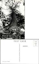 Lost Canyon Wisconsin Dells WI pine tree looking up John Trumble photo picture