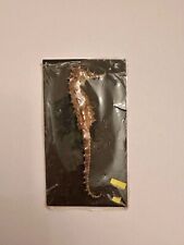 Vintage Real Natural Dried Seahorse Specimen Hippocampus Erectus Skeleton 3+in picture