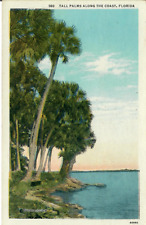 Vintage Tall Palms Along the Coast, Florida Unposted Postcard picture