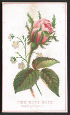 Victorian Stock Card - PINK MOSS ROSE and Forget me not - no advertising picture