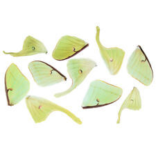 LOT OF 10 GREEN LUNA MOTH WINGS WHOLESALE picture
