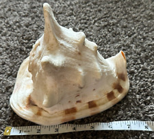 Large Natural Seashell Horned Queen Helmet Conch Tiger Stripe Sea Shell picture