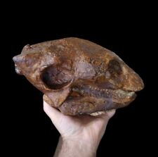 Gastonia burgei Nodosaur skull fossil replica-Dinosaurs-Paleontology picture