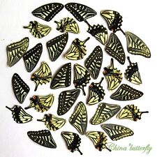 100 pcs REAL BUTTERFLY wing jewelry butterfly material ooak fairy DIY artwork #5 picture