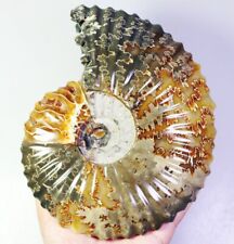 2.78lb Collection  Natural Ammonite Shell Fossil Crystal Stone Mineral Specimen picture