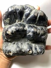 Large Beautiful Stegolophodon sp. Fossil Tooth Rare Amazing Genuine picture