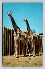 Kansas City MO-Missouri, Masai Giraffes, Swope Park, Antique, Vintage Postcard picture