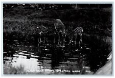 c1910's Black Bear Camps Stratton Maine ME Unposted Antique RPPC Photo Postcard picture