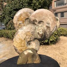 12.23LB TOP Natural Beautiful ammonite fossil conch Crystal specimen heals 238 picture