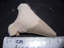 #T-1 Shark tooth fossil of a real Otodus Obliquus over 60 million years old picture
