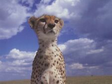 Postcard Africa Kenya Masai Female Cheetah Mara Game Reserve MINT Unused picture